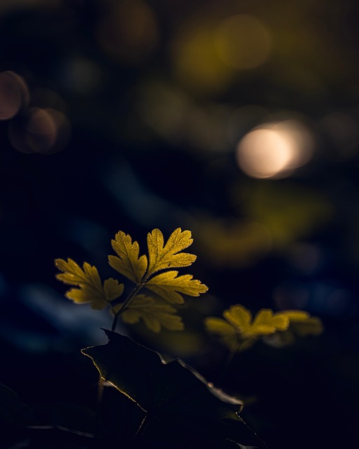 Free Spring Forest photo and picture