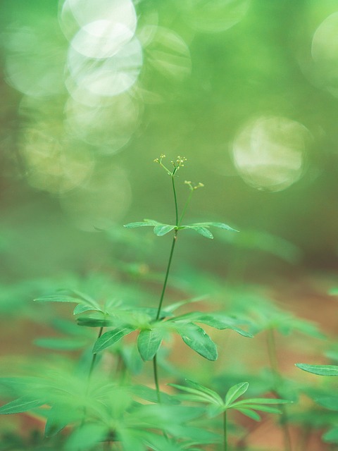 Free Forest Nature photo and picture