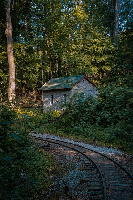 Free Rail Forest photo and picture