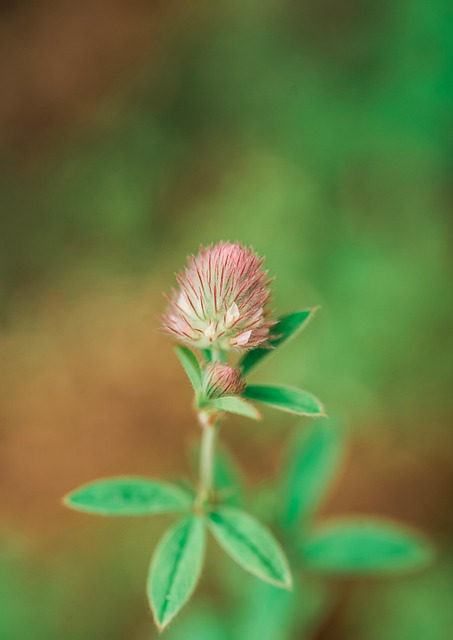 Free Flower Nature photo and picture