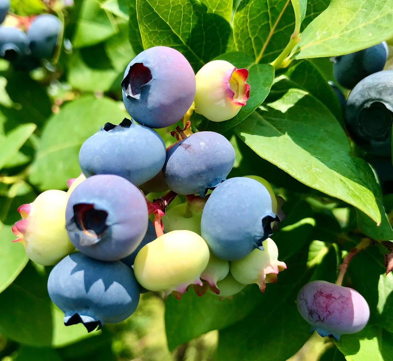 Blueberries Fruit Plant Free photo on Pixabay Pixabay