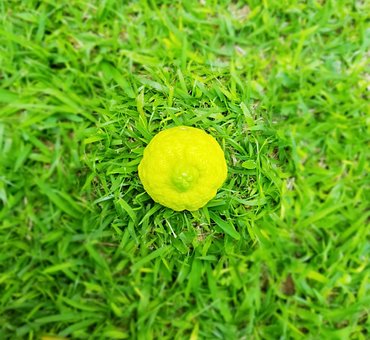 Lima, Frutas, Naturaleza, Medio Ambiente