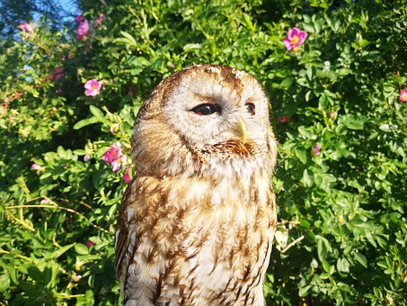 Free Owl Bird photo and picture