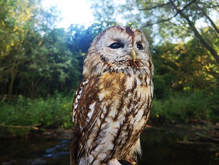 Free Bird Nature photo and picture