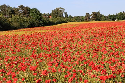 Free Poppy Field photo and picture