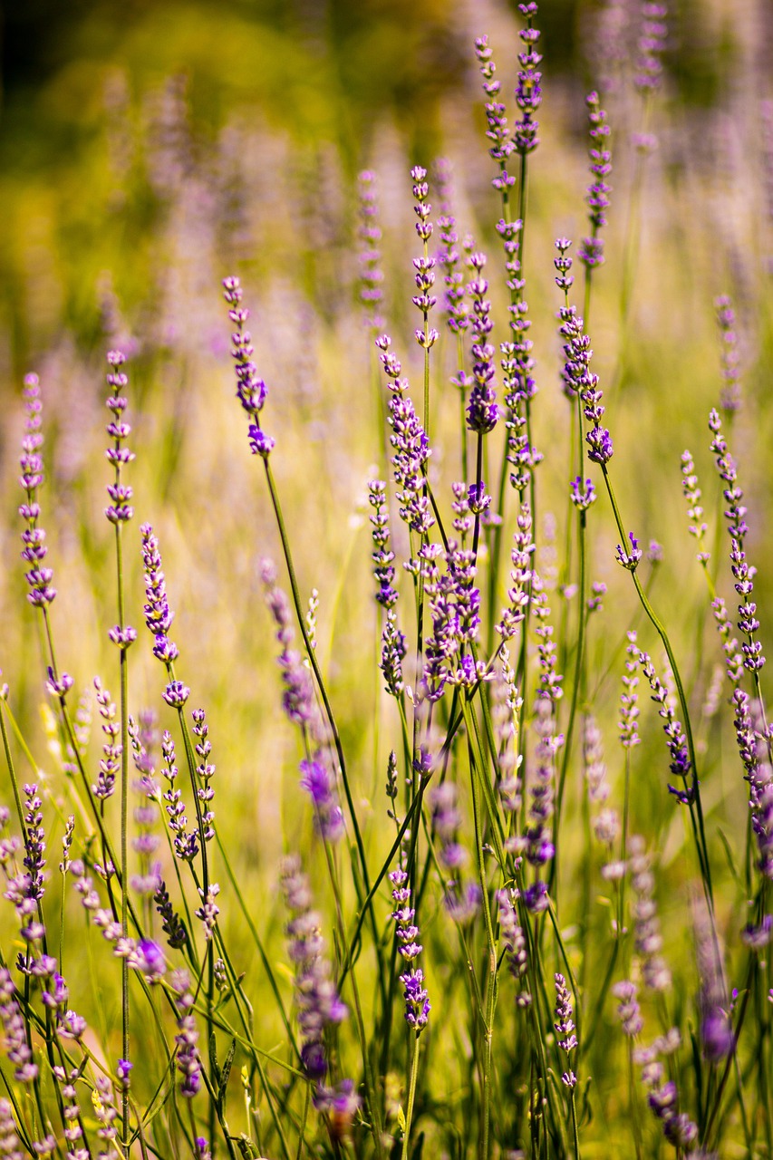 Lavender Flower Nature Free photo on Pixabay Pixabay