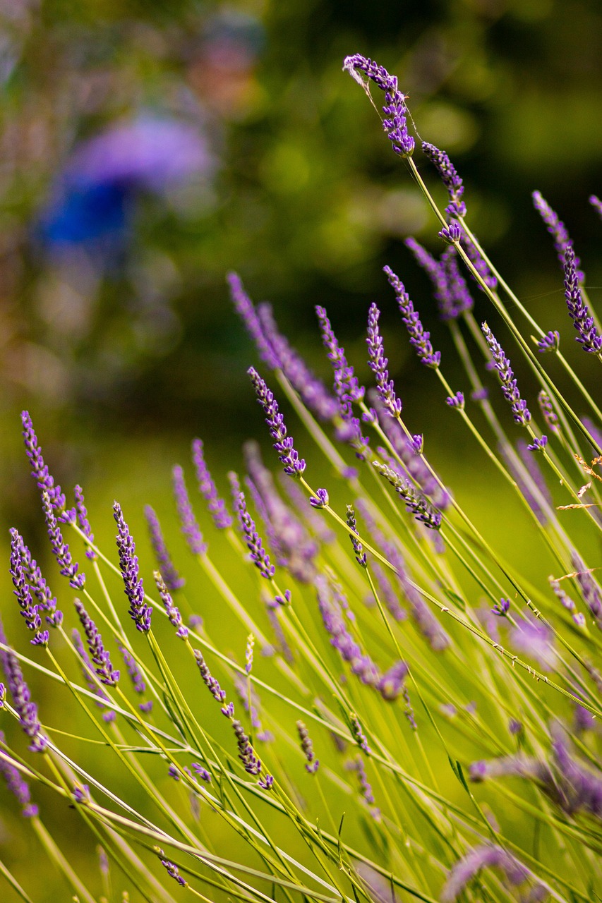 Lavender Flowers Nature Free photo on Pixabay Pixabay