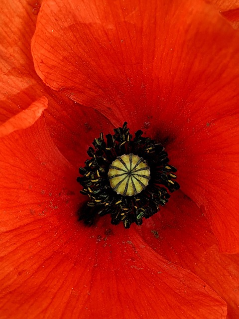 Free Poppy Flower photo and picture