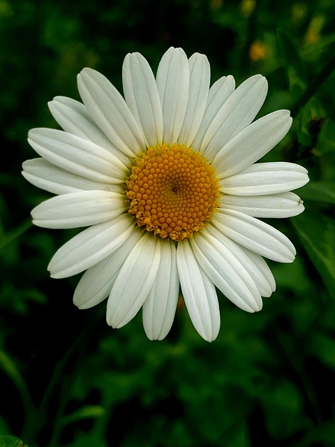 Free Daisy Flower photo and picture
