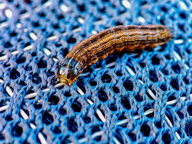 Insekt, Larve, Dyr, Natur, Makro Foto