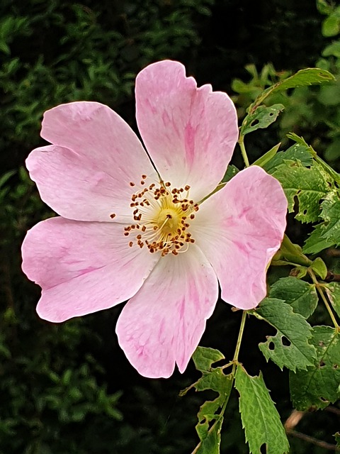 Free Hawthorn Plant photo and picture
