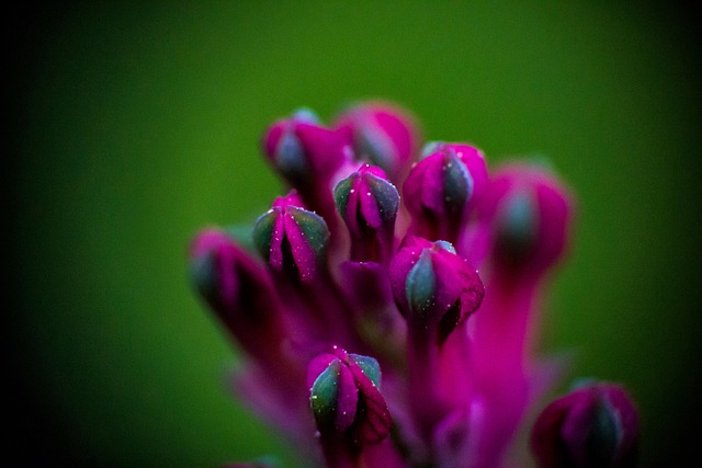 Makro Foto, Blomst, Lilla, Natur, Lille