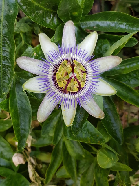 Free Passion Flower Passiflora photo and picture