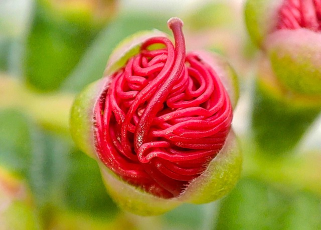 Makro Foto, Blomst, Blomster, Natur