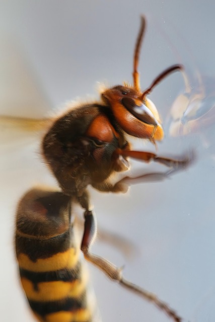 Free Wasp Macro photo and picture
