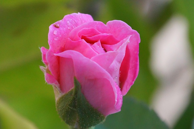 Baby Roses Images Babyrose Pink Rose Closeup - Free photo on Pixabay - Pixabay