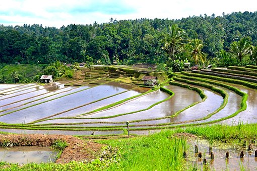 Free Rice Field Rice Terraces photo and picture