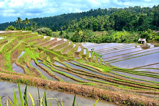 Free Terrace Cultivation Rice photo and picture