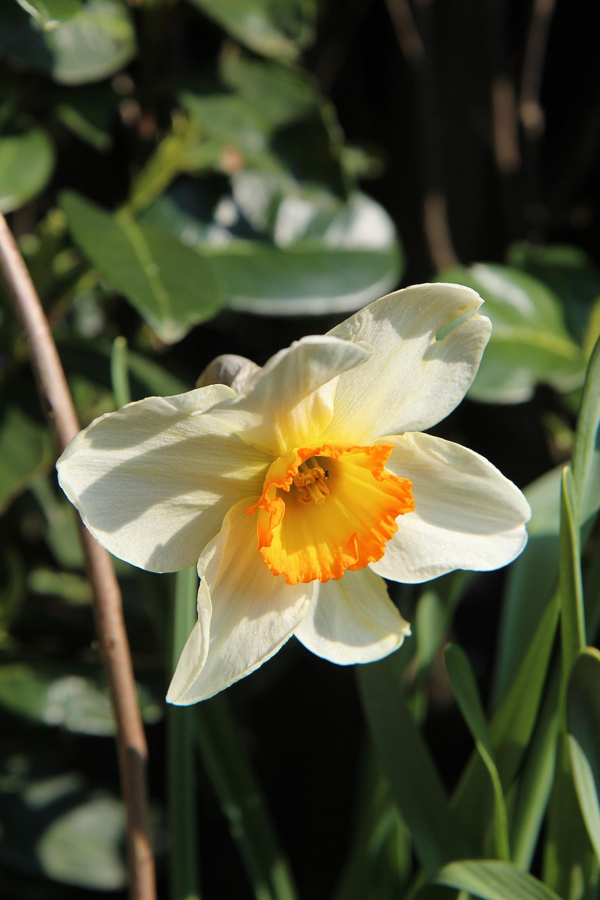 Flower Daffodil Bloom Free photo on Pixabay Pixabay