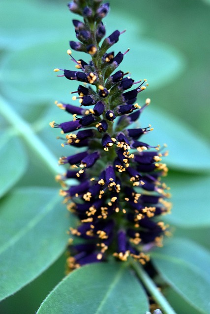 Indigo Bush Flowers Plant - Free photo on Pixabay - Pixabay