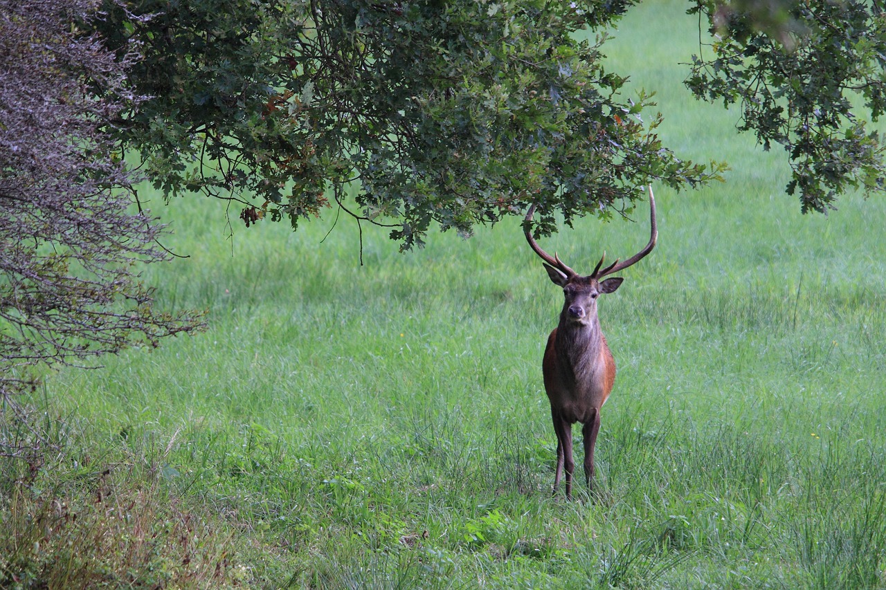 Red Deer Wild Animals - Free photo on Pixabay - Pixabay