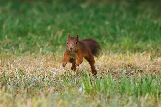 Free Animal Squirrel photo and picture