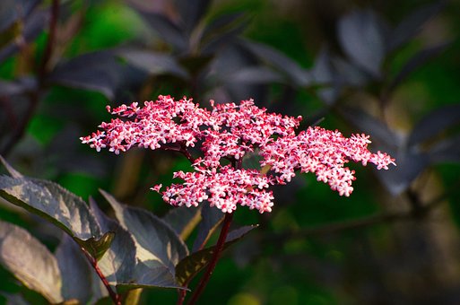 Free Flower Nature photo and picture