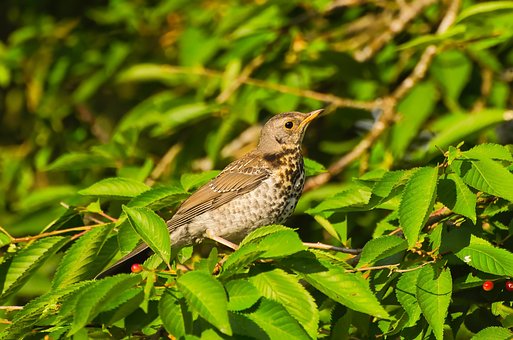 Free Mistle Thrush Bird photo and picture