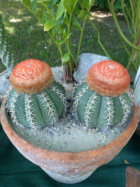 Free Cactus Cactae photo and picture