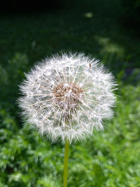 Free Dandelion Flower photo and picture