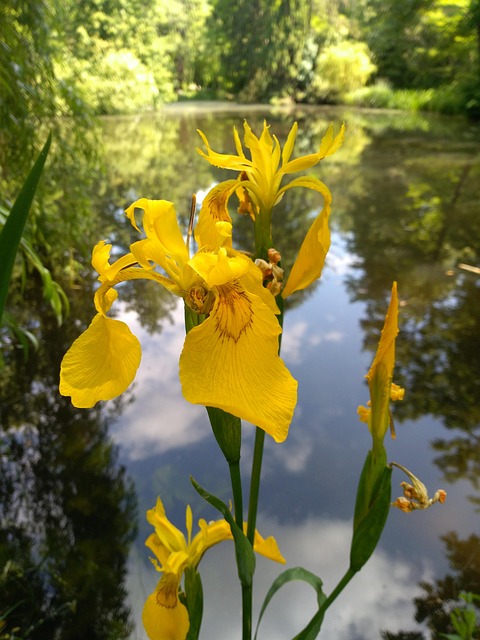 Free Flower Nature photo and picture