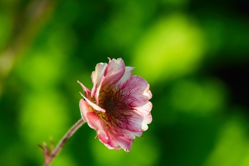 Free Flower Blossom photo and picture
