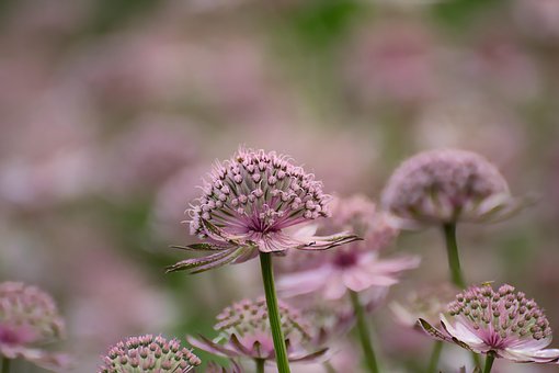 Free Great Masterwort Flower photo and picture