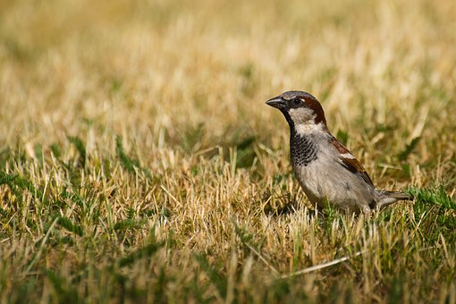 Free House Sparrow Bird photo and picture