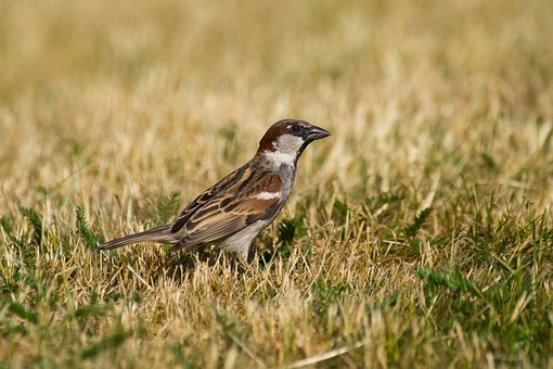 Free House Sparrow Bird photo and picture