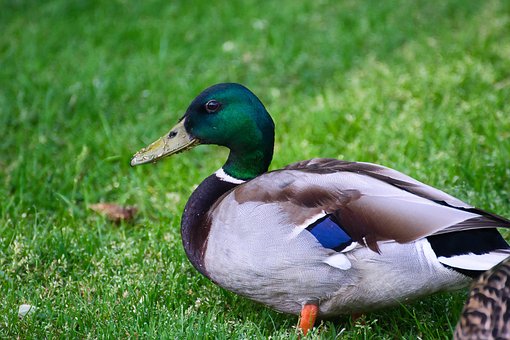 Free Mallard Duck Bird photo and picture