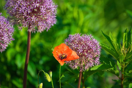 Free Poppy Flower photo and picture