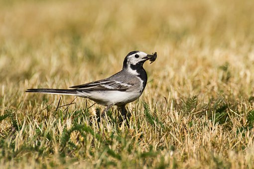 Free Wagtail Bird photo and picture