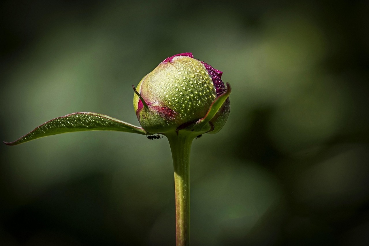 Blume Knospe Botanik