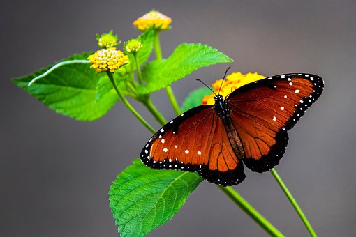 Borboleta Rainha, Borboleta, Inseto