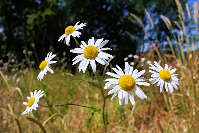 Kamille, Gänseblümchen, Blumen, Pflanze