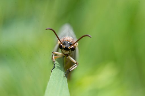 Free Dragonfly Insect photo and picture