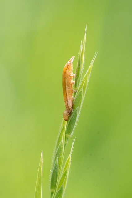 Free Larva Insect photo and picture