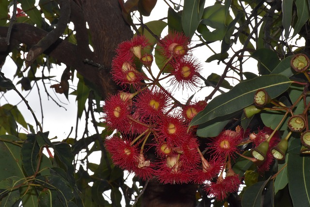Gummibaum, Eukalyptus, Rot, Blume