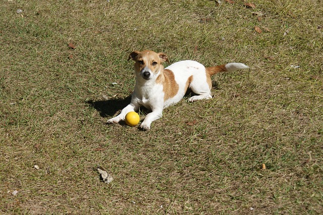Hund, Haustier, Tier, Jack Russell