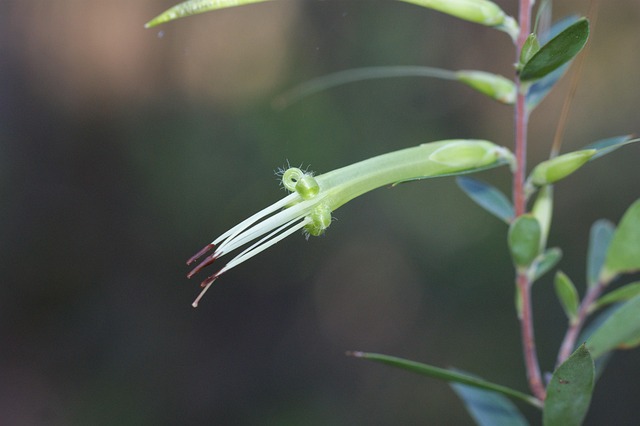 Australisch, Einheimisch, Blume, Makro