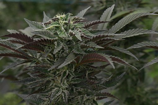 Free Hemp Flower Wallpaper photo and picture