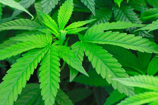 Free Hemp Plant photo and picture