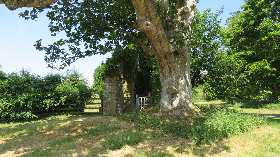Tree Ancient Gateway - Free photo on Pixabay - Pixabay
