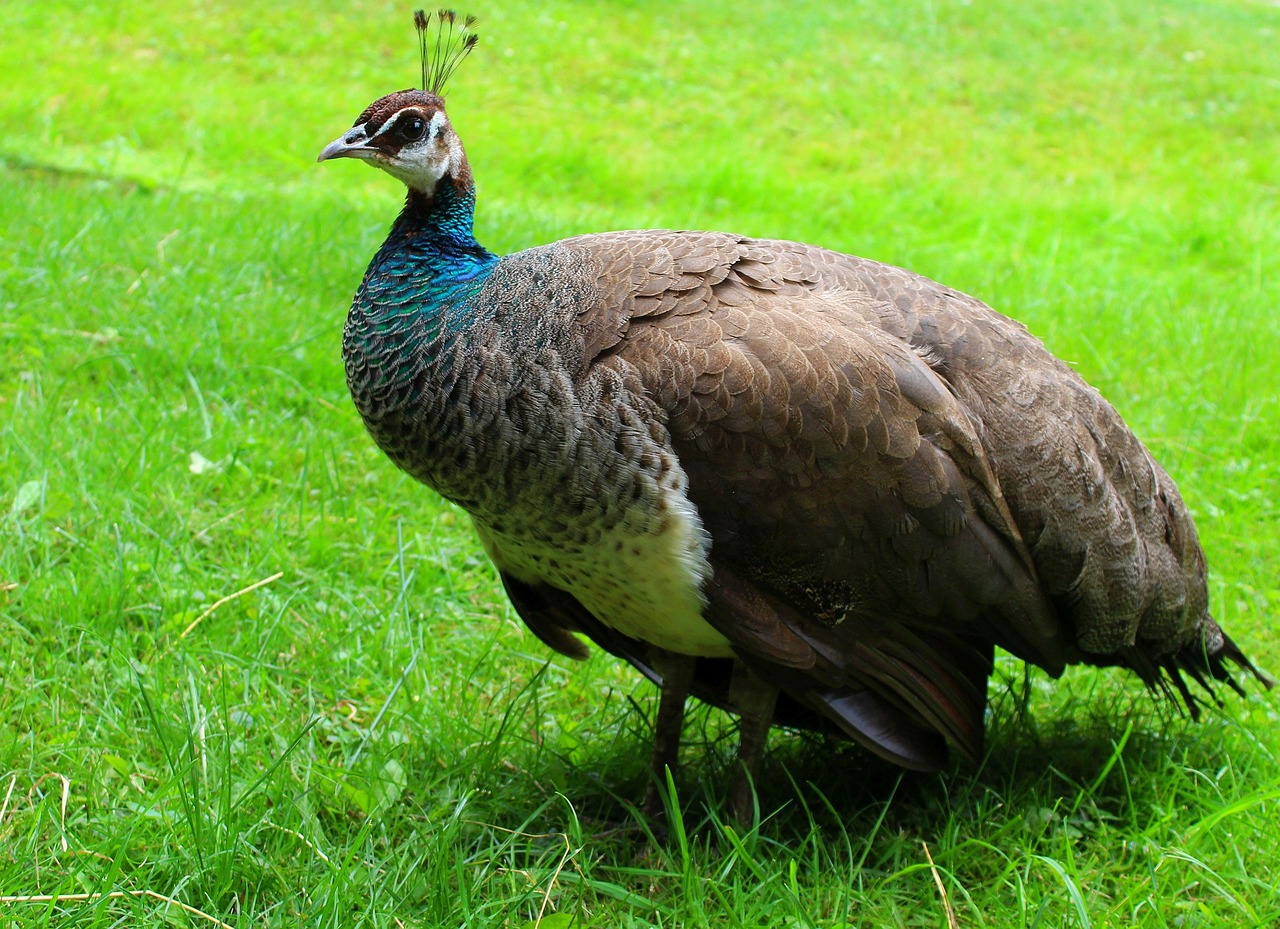 Pájaro Pavo Real Plumas De - Foto gratis en Pixabay - Pixabay